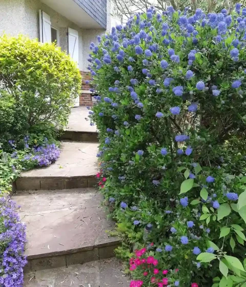 Escalier et massif entretenus à Chatou par Antheia Paysage