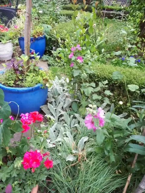 Massif fleuri entretenu à Chatou par Antheia Paysage